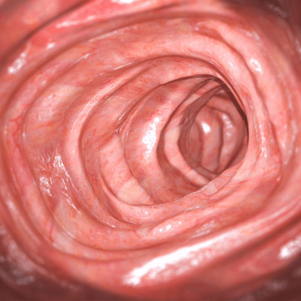 Healthy Colon