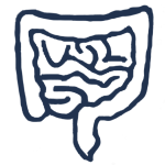 Vector drawing of Large and Small Intestines.
